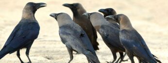 محاكم الغربان مباشرة، سبحان الله !!!