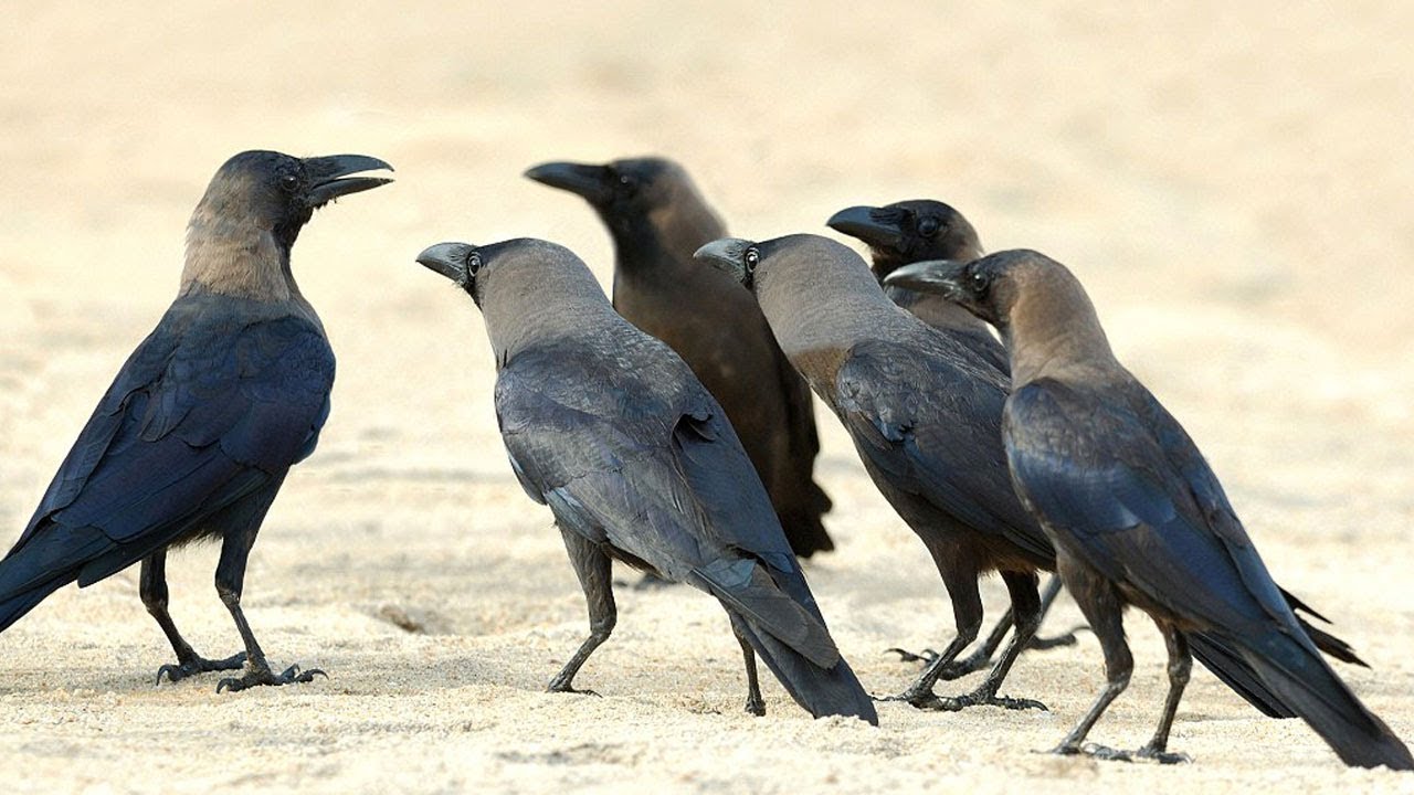 التحميل المسبق صورة