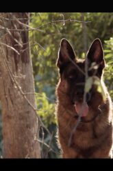 LE HEROS INCONNU / Film, 2016