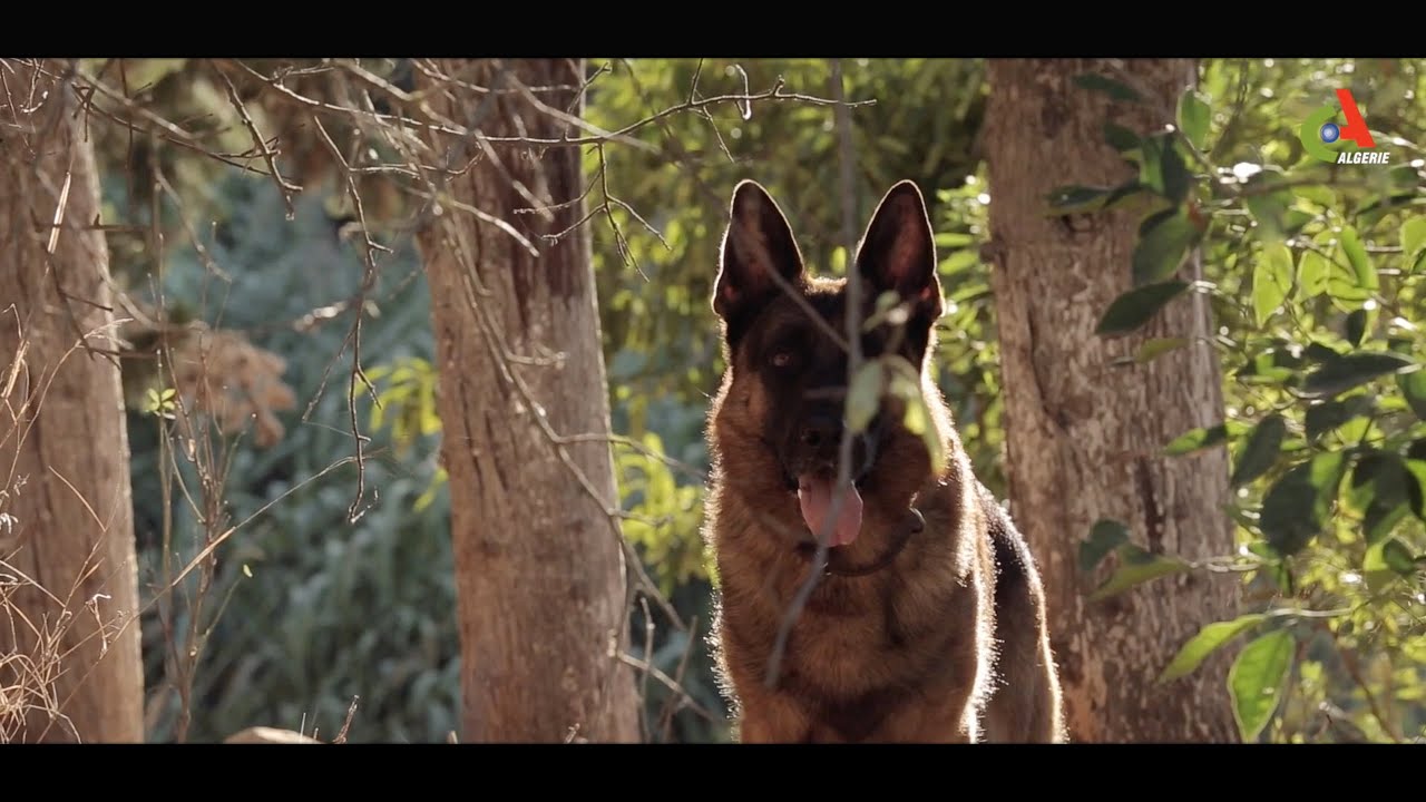 التحميل المسبق صورة